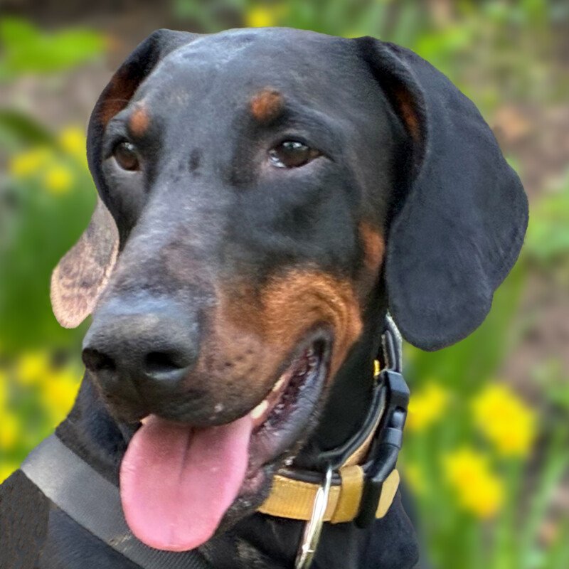 TULIO - männlich  3 Jahre  66 cm  37 kg  Dobermann  Gechipt - Hunde - Lauf an der Pegnitz