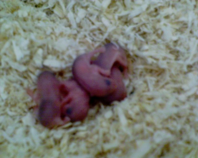 Dschungarische Zwerghamster Babys anzugeben (Raum Wiesbaden, PLZ 65203) - Hamster - 