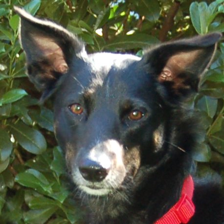 ROXALIE - weiblich  4 Jahre  55 cm  23 kg  Mix  Gechipt  Nicht kastriert - Hunde - Lauf an der Pegnitz