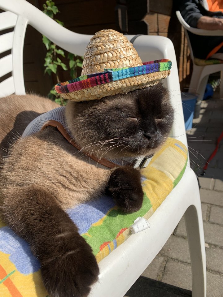 Liebevollen kuschelkater abzugeben - Katzen - Berlin