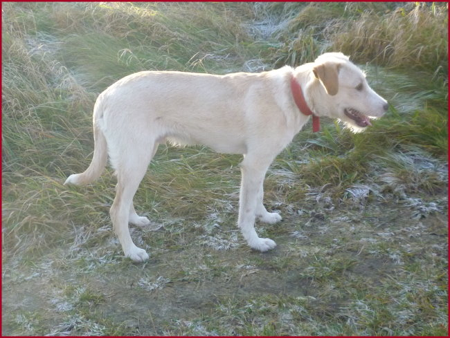Mischling Albert (Rüde, * Juli 2021) - Hunde - Sachsen Anhalt