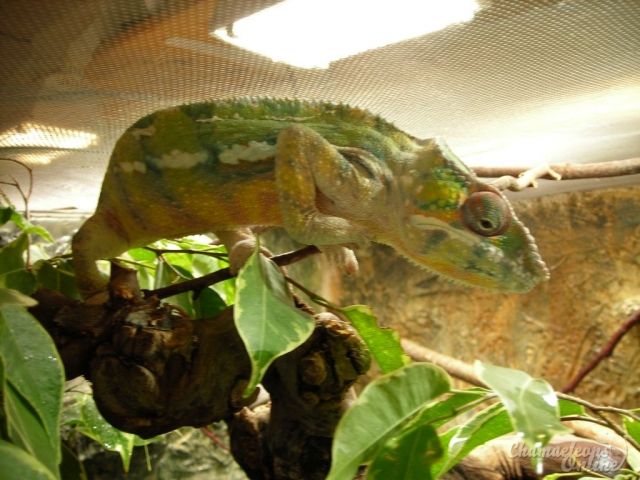 1.0 Pantherchamäleon Diego Suarez Adult zu verkaufen | tieranzeigen.net