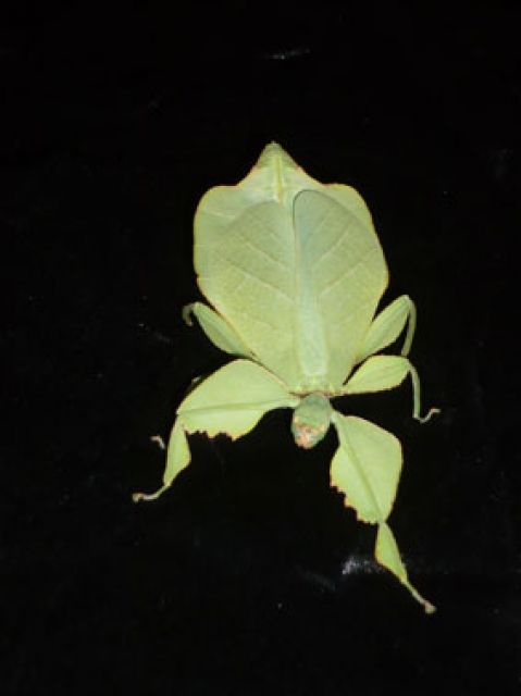 Wandelnde Blätter - Phyllium celebicum / westwoodii - Insekten - Hamburg
