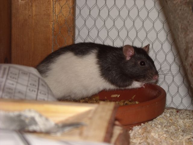 Weibliche Ratte in liebevolle Hände abzugeben - Ratten - Tönisvorst