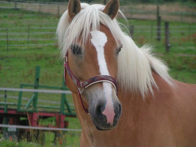 Biete eine Reitbeteiligung an meinem talentierten Edelbluthaflinger an - Reitbeteiligung - Wuppertal