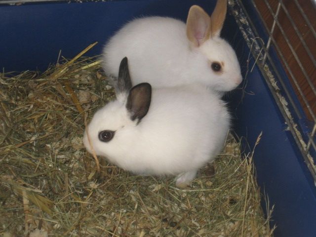 Kanninchen zu verchenken - Hasen Kaninchen - Mühltal