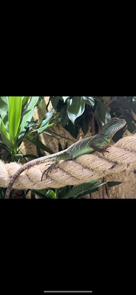 Grüne Wasseragame (weibchen) 0.1 - Reptilien - Pöttmes