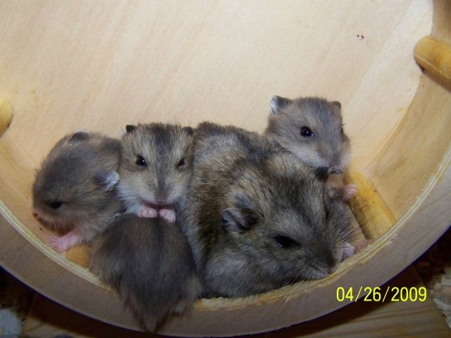 Dschungarische Zwerghamster - Hamster - Sinsheim