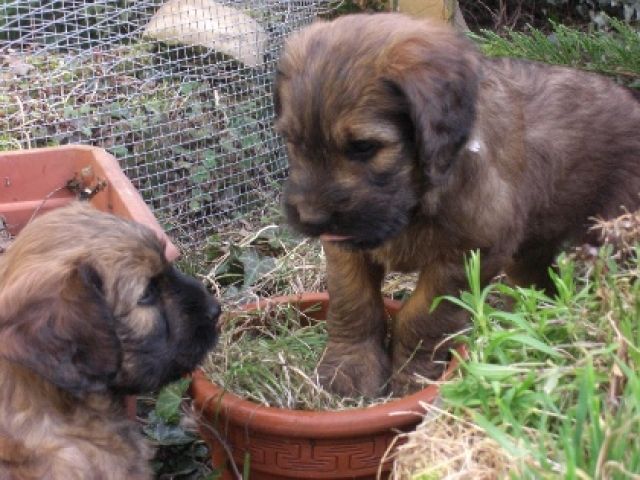 Fauve Briardwelpen, ideale Familienhunde, haaren nicht - Hunde - Keltern