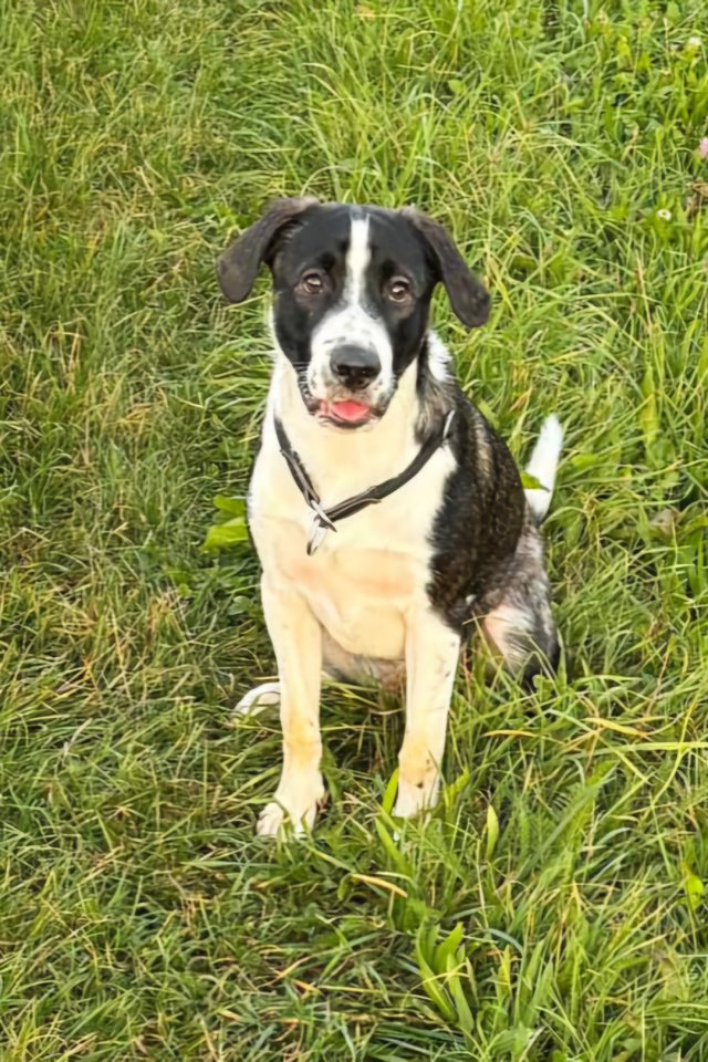 Meilo sucht dringend ein neues Zuhause - Hunde - Schöllnach