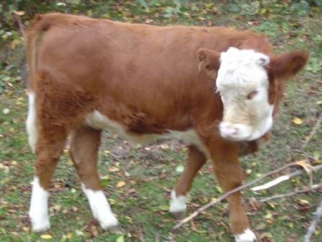 Hinterwälder Kalb - Nutztiere - bad liebenzell