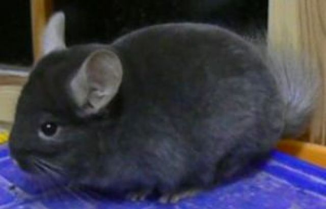 Chinchilla Böcke Schoko   Hetero ebony - Nagetiere Allgemein - Wesel