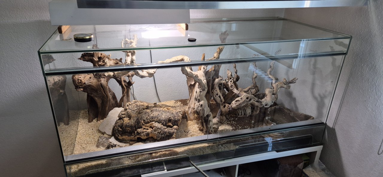 Königspython  ca. 10 Jahre alt inklusive großem Terrarium - Reptilien - Schwaikheim