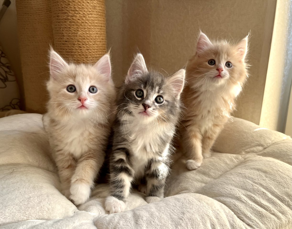 Reinrassige Norwegische Waldkatzen suchen ein liebevolles zu Hause - Katzen - bei Rostock
