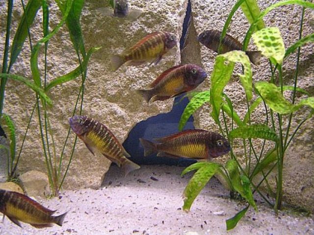 WF Gruppe Tropheus kasanga und WFNZ Tropheus ikola - Fische - Nürnberg