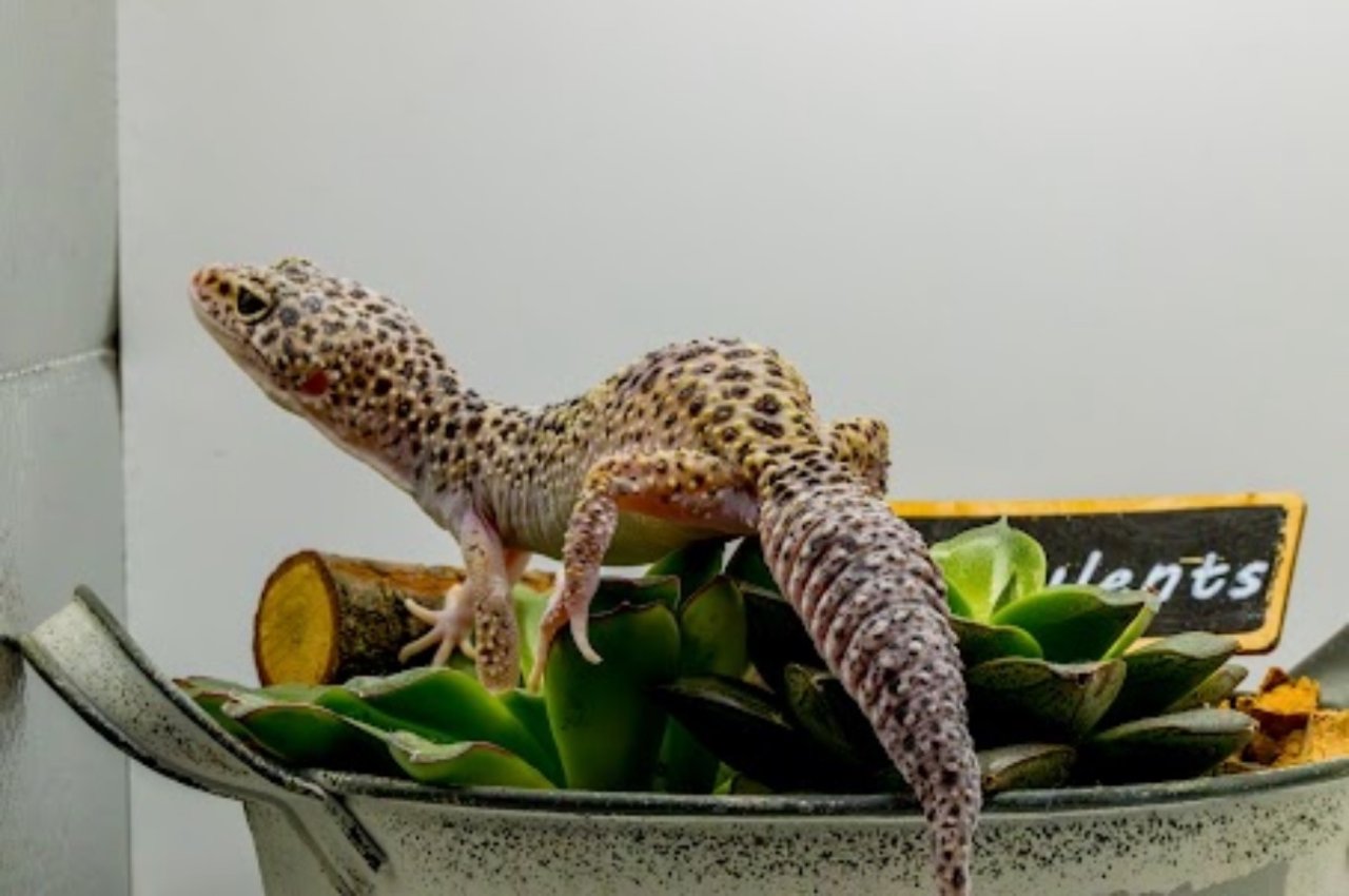 Leopardgecko 1.13.16 - Reptilien - Kamen