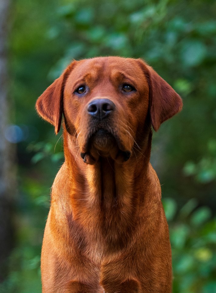 Labrador Deckrüde FCI in foxred/gelb - Hunde - Hattersheim am Main