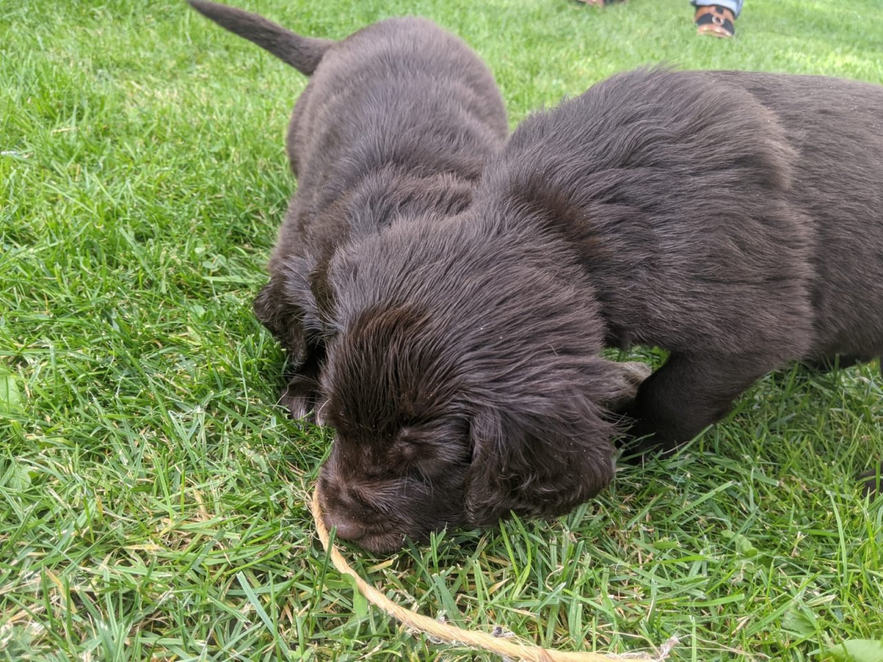 Deutsch Langhaar Welpen - Hunde - Merzen