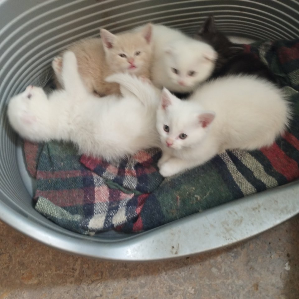 Main Coon Kitten abzugeben - Katzen - Beverungen