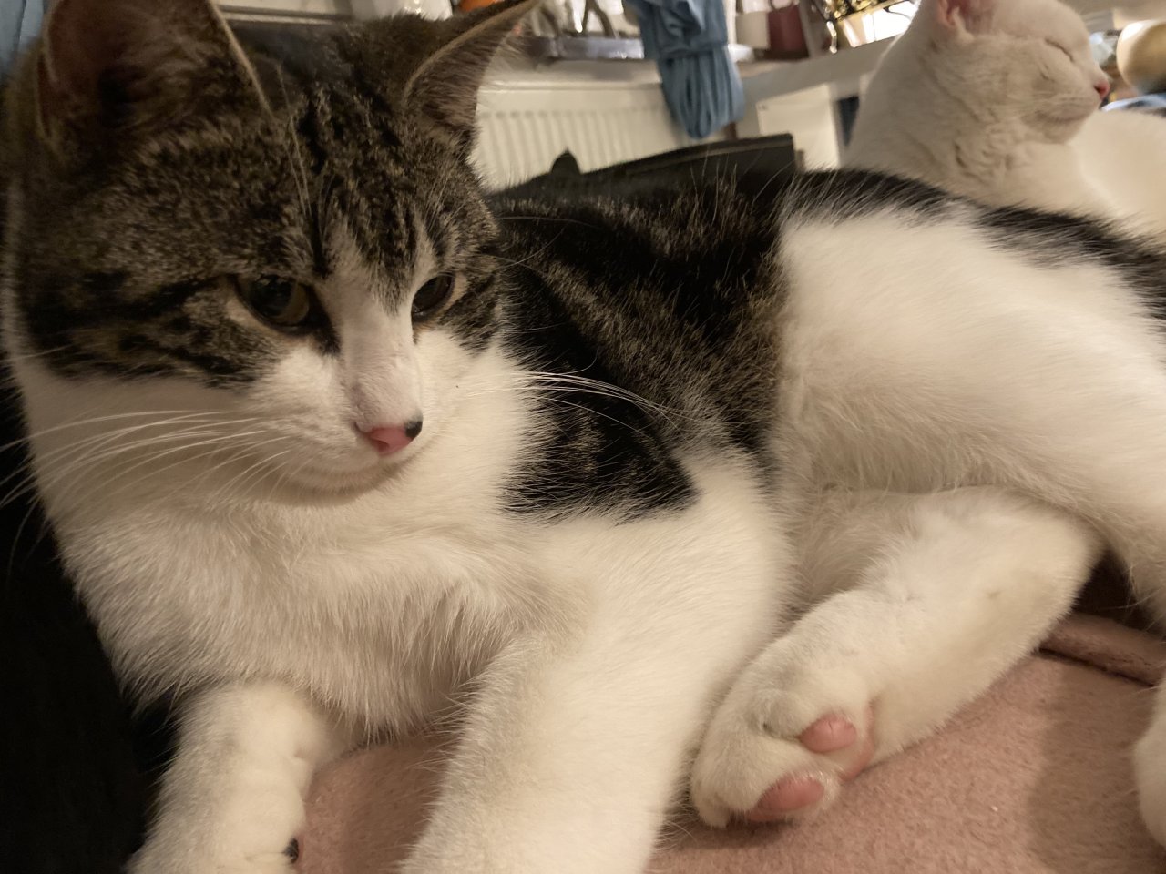 Burschi - BKH Mix sanfter Kuscheltiger - Katzen - Altenhof