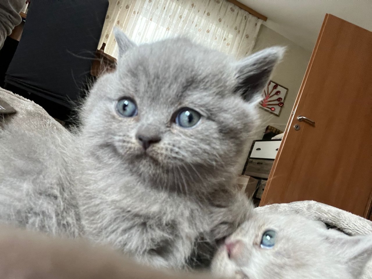 2 BKH Kitten an liebevolle Hände abzugeben - Katzen - Ostfildern