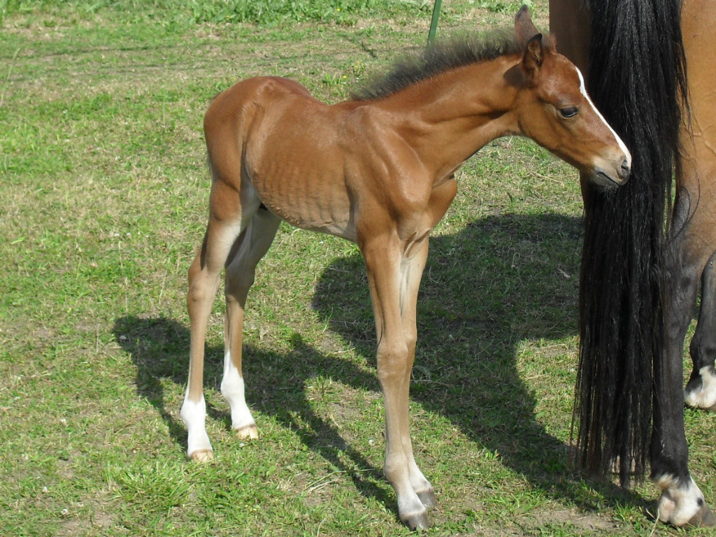 Deutsches Reitponyhengstfohlen 2021 !!! - Pferde - Waren Müritz
