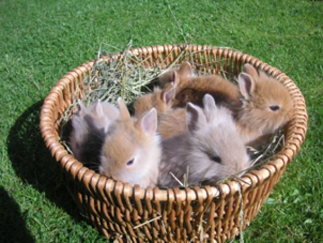 Knuffige Löwenbabys abzugeben! - Hasen Kaninchen - Seukendorf