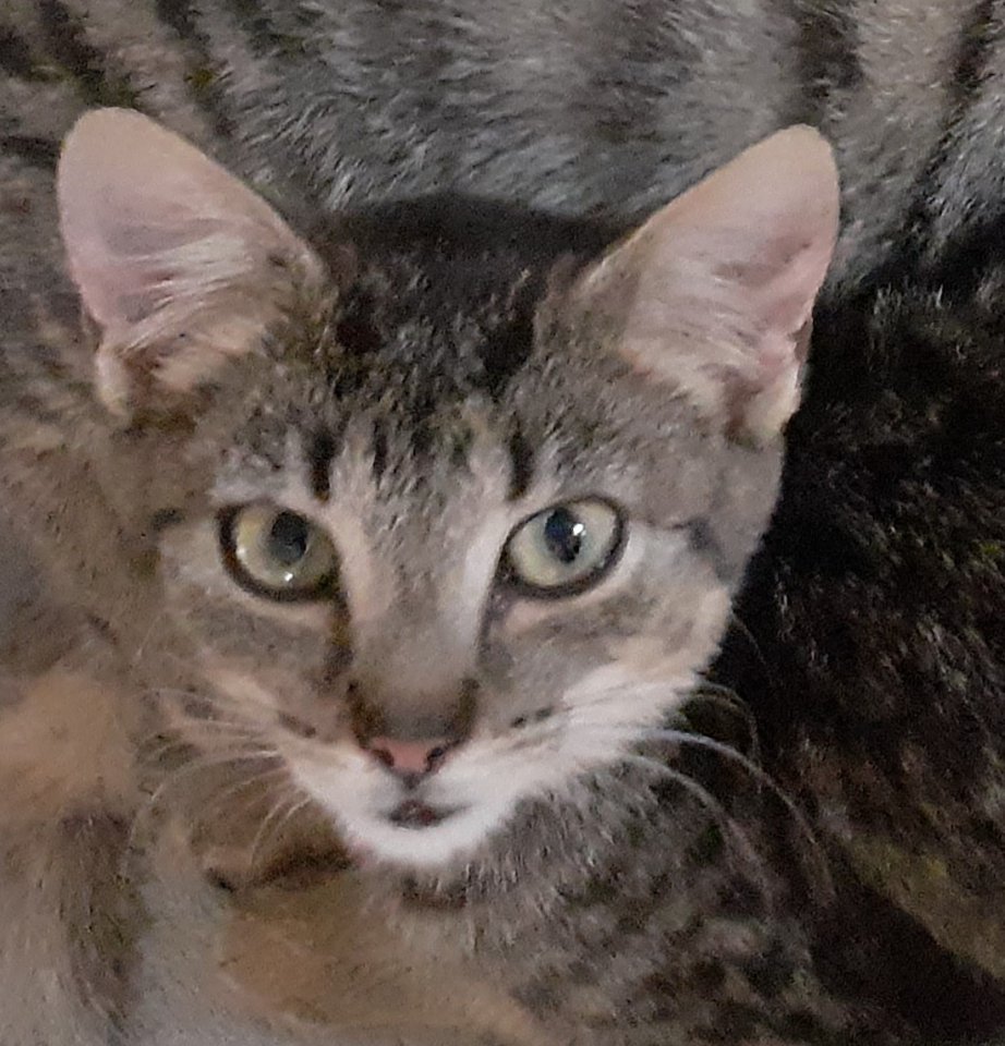 Nanny– sucht dringend ein Zuhause! (aus dem Tierschutz / gechipt, geimpft, kastr - Katzen - Kissing