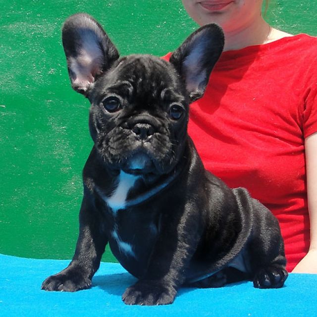  Französische Bulldoggen Welpen mit Papieren - Hunde - Frankfurt