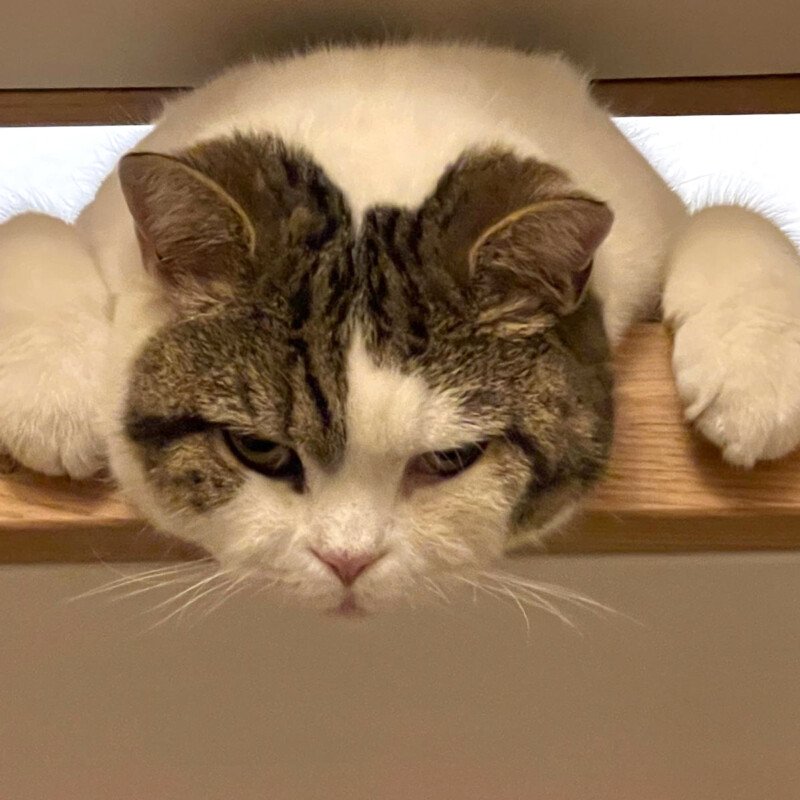 LENA - weiblich  6 Jahre  Britisch Kurzhaar  Gechipt  Kastriert - Katzen - Lauf an der Pegnitz