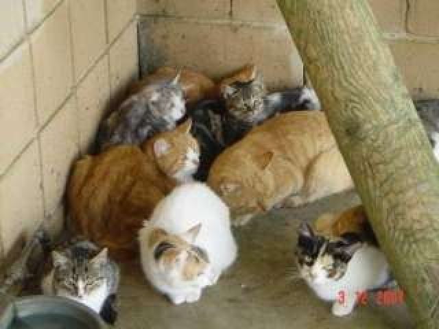 WICHTIG    ARME KATZEN BRAUCHEN HILFE - Tiere In Not - .......