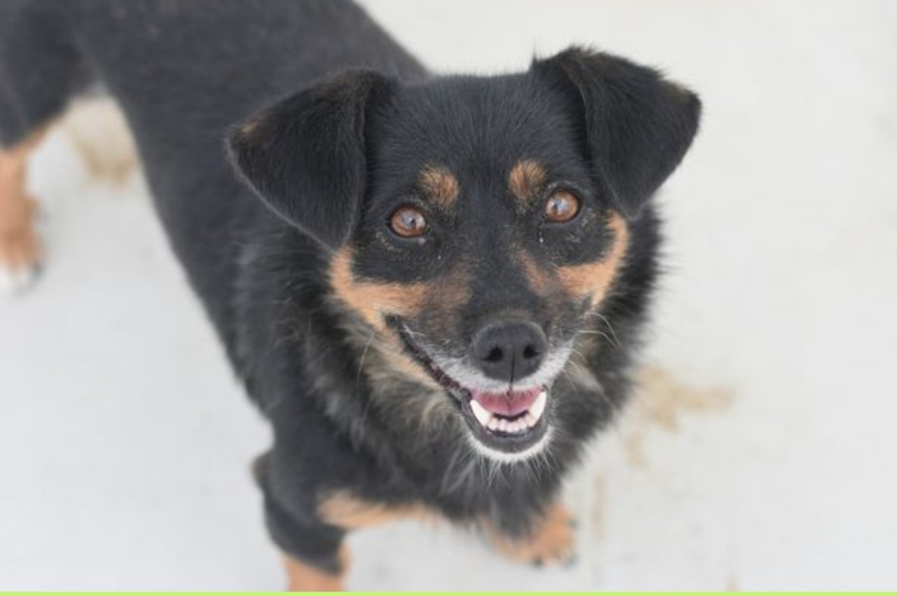 Mini-Bekki - eine flotte Schmusebacke - Hunde - Königsbach-Stein