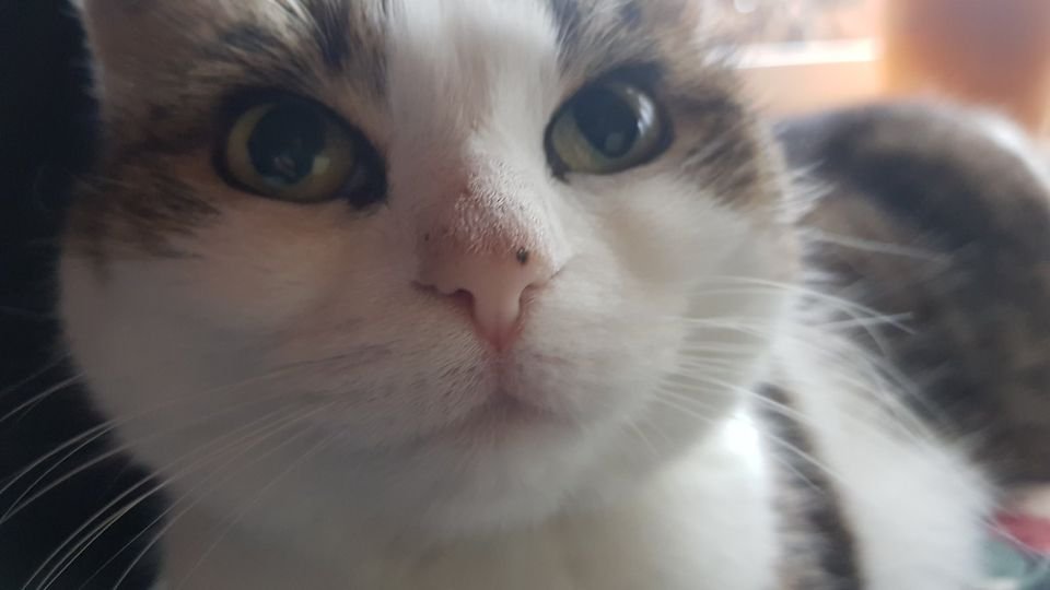 Katze sucht neues Zuhause - Katzen - Rudersberg