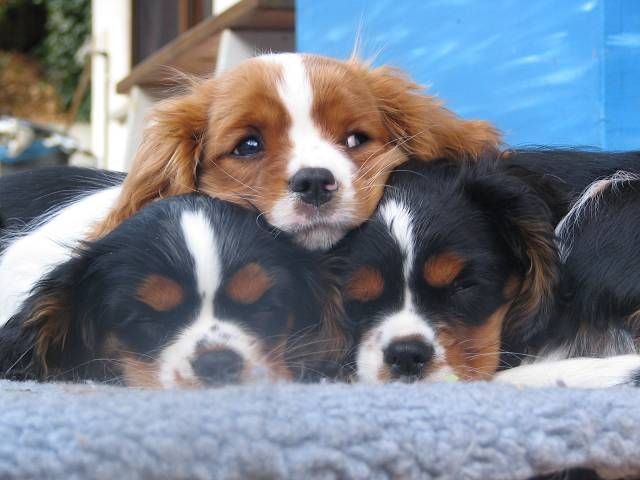 Cavalier King Charles Spaniel | tieranzeigen.net