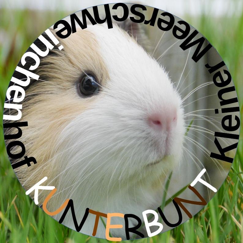 Kurzhaar Meerschweinchen                       30 € - Nagetiere - Schwülper