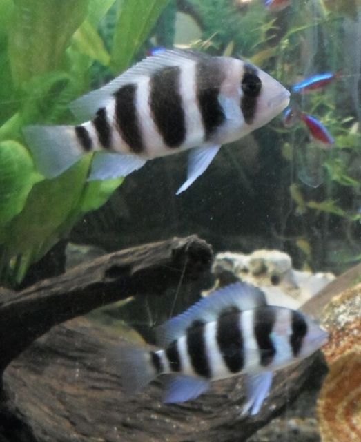 Tanganjika Beulenkop​f Frontosa, Wabenschilderwels, Feuerschwanz - Fische - Trabitz