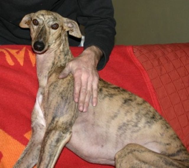 Windhund vermisst - gestohlen - Entlaufen Zugelaufen - Österreich