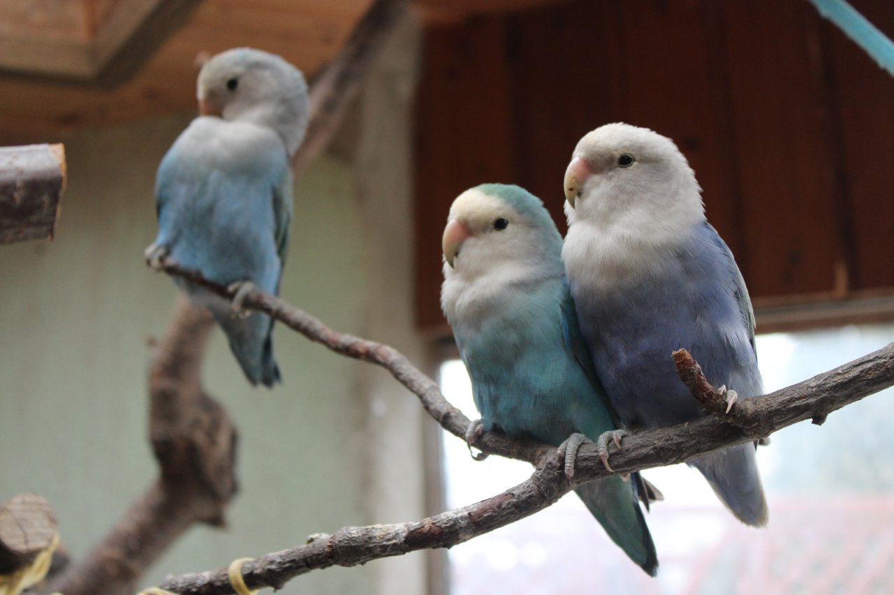 Handzahmes Rosenköpfchenpärchen - Voegel - Leipzig