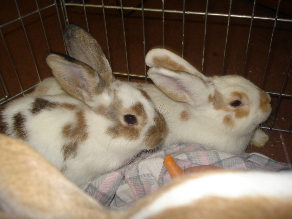 Hasen zu vergeben an liebevolle hasenliebhaber - Tierboersen - Köln