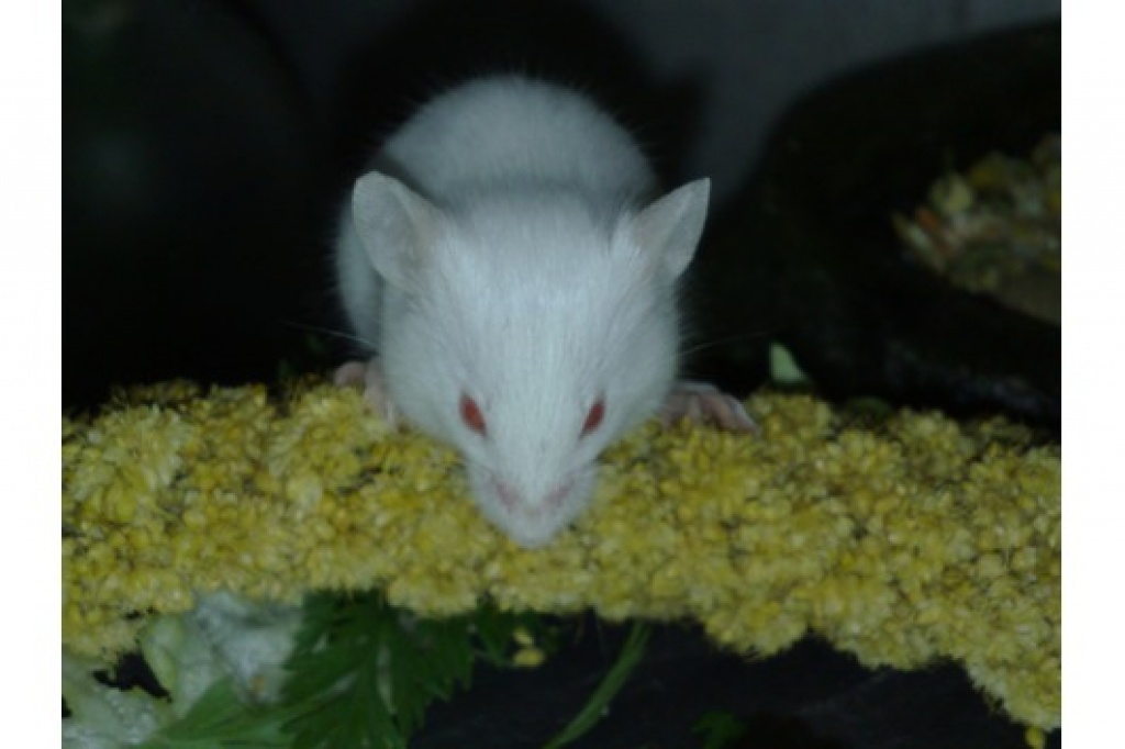 Futtermäuse und Futterratten, Vitamin,- Mineralstoffreich ernährt - Reptilien - Berlin
