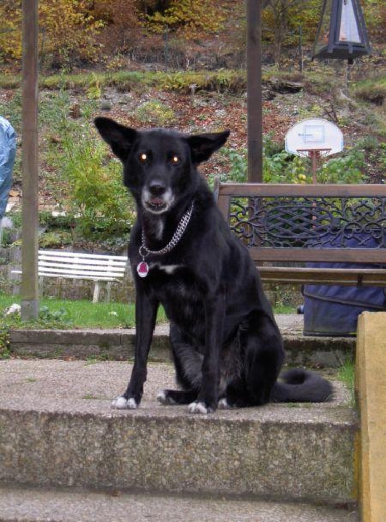 Suche Hundebetreuung - Hunde - Heidenrod
