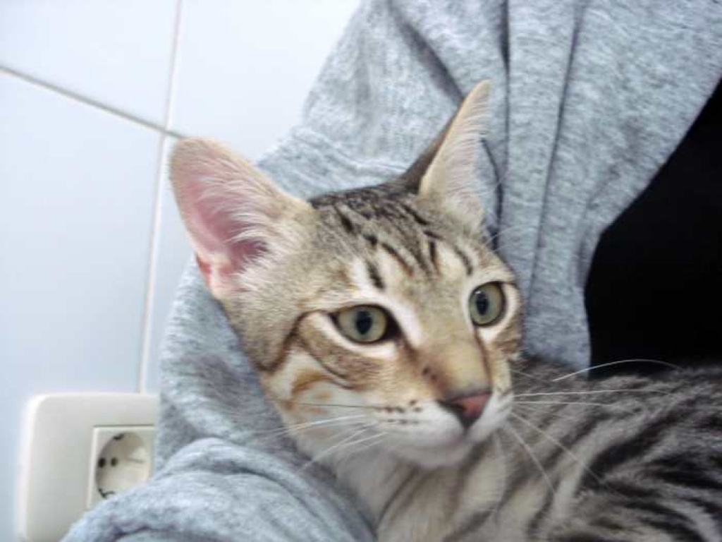 Knuffiger Tigerkater Castle! - Katzen - Oberhausen