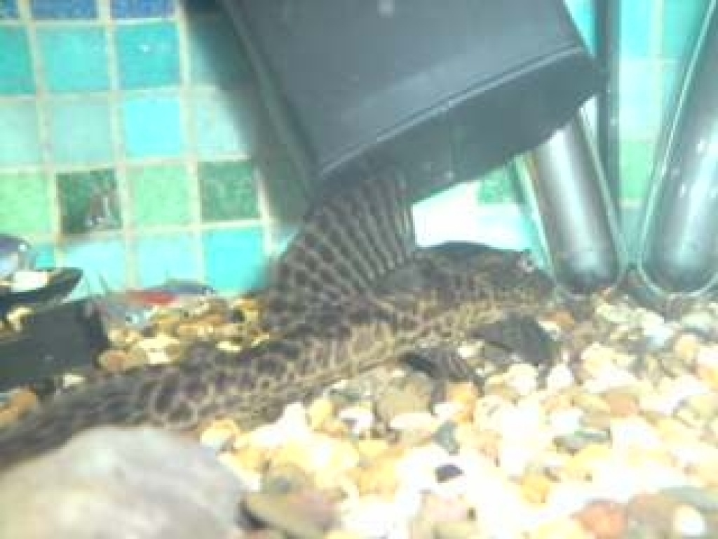 Aquariumfische abzugeben - Fische - Montabaur