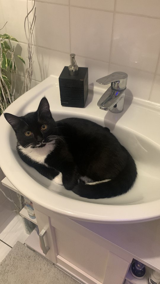 Bkh Deckkater sucht nette Dame - Katzen - Dresden 