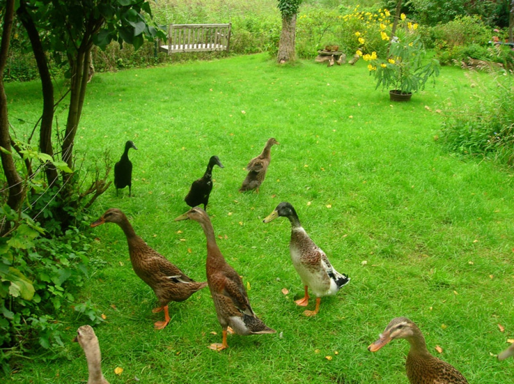 Alle Laufenten haben in diesem Jahr gebrütet - Nutztiere - Schleswig