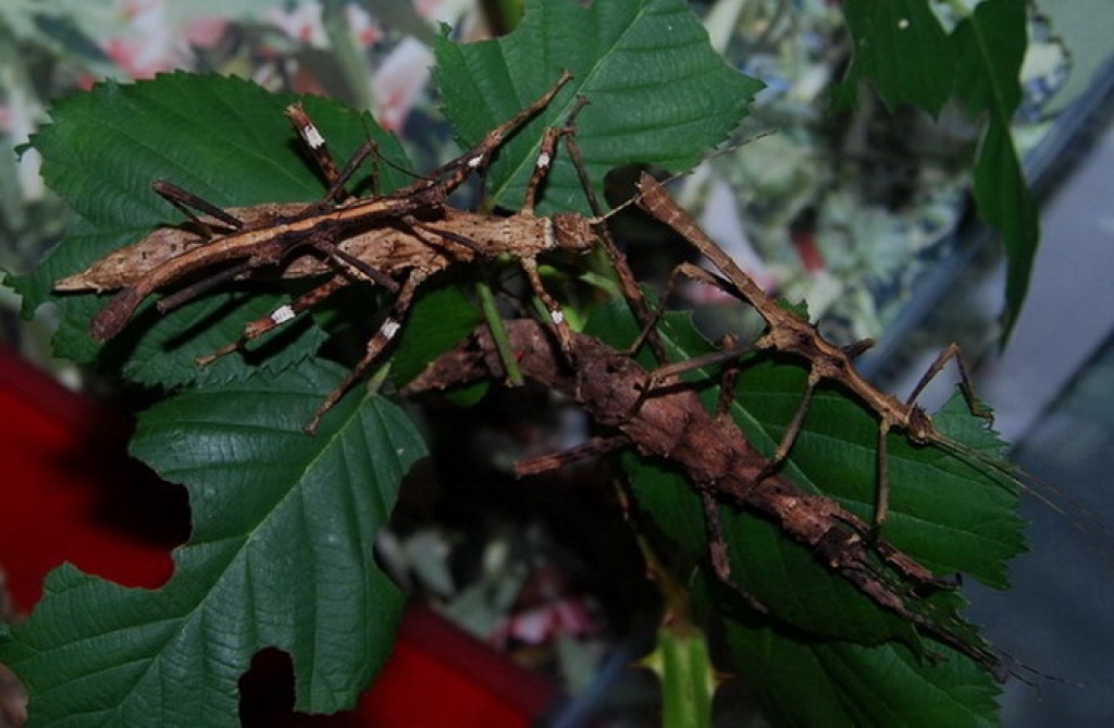 Seltene, einfach zu haltene Gespenstschrecke - Insekten - Berlin