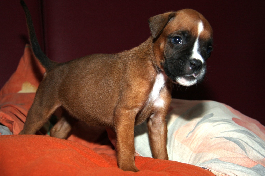 Hirschrote Boxerwelpen - Hunde - Polch