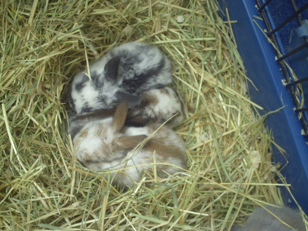 Hasenbabys zu verkaufen - Nagetiere - Hamburg