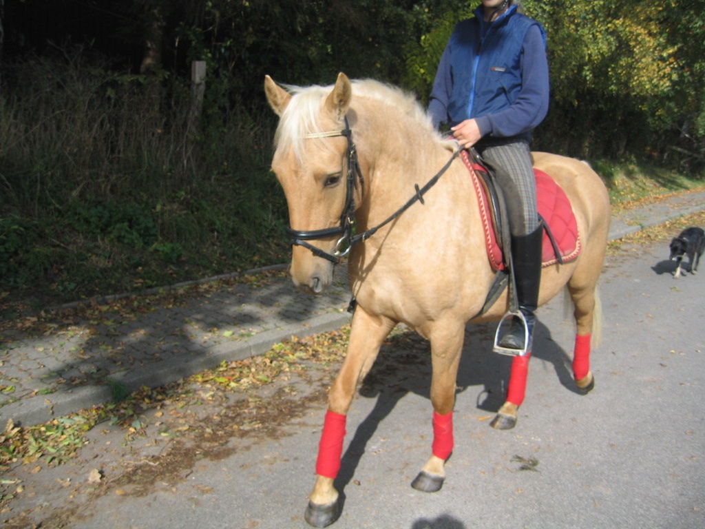 Reitponystute - Pferde - Satjendorf