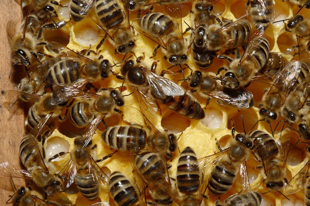 Bienenvölker, Bienenvolk, Ableger, Bienen, Imker, Imkerei - Insekten - Pottenstein